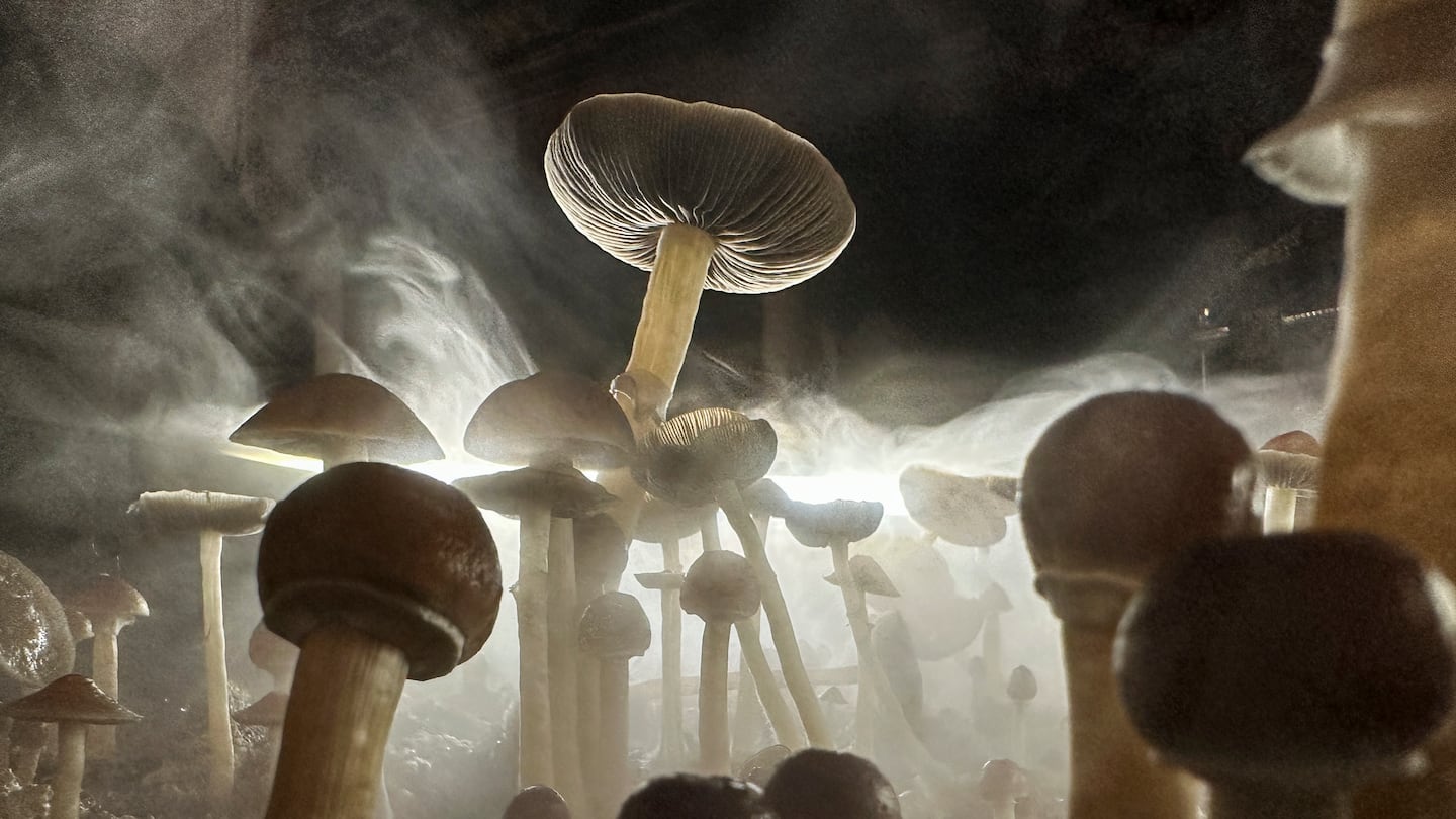 Psilocybin mushrooms ready for harvest in a humidified "fruiting chamber" in the basement of a private home in Fairfield County, Connecticut.