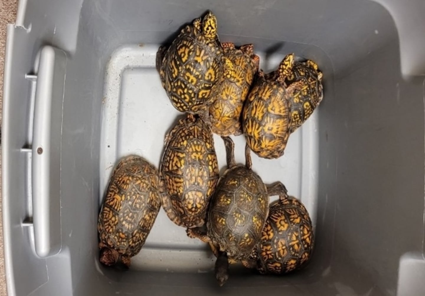 Authorities say eastern box turtles are protected under the Convention on International Trade in Endangered Species of Wild Fauna and Flora.