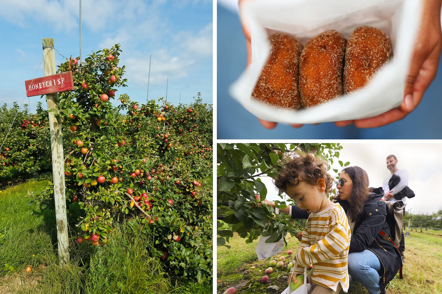 A row of apple trees at Alyson's Orchard; A bag of apple cider donuts and people picking apples at Belkin Family Lookout Farm.