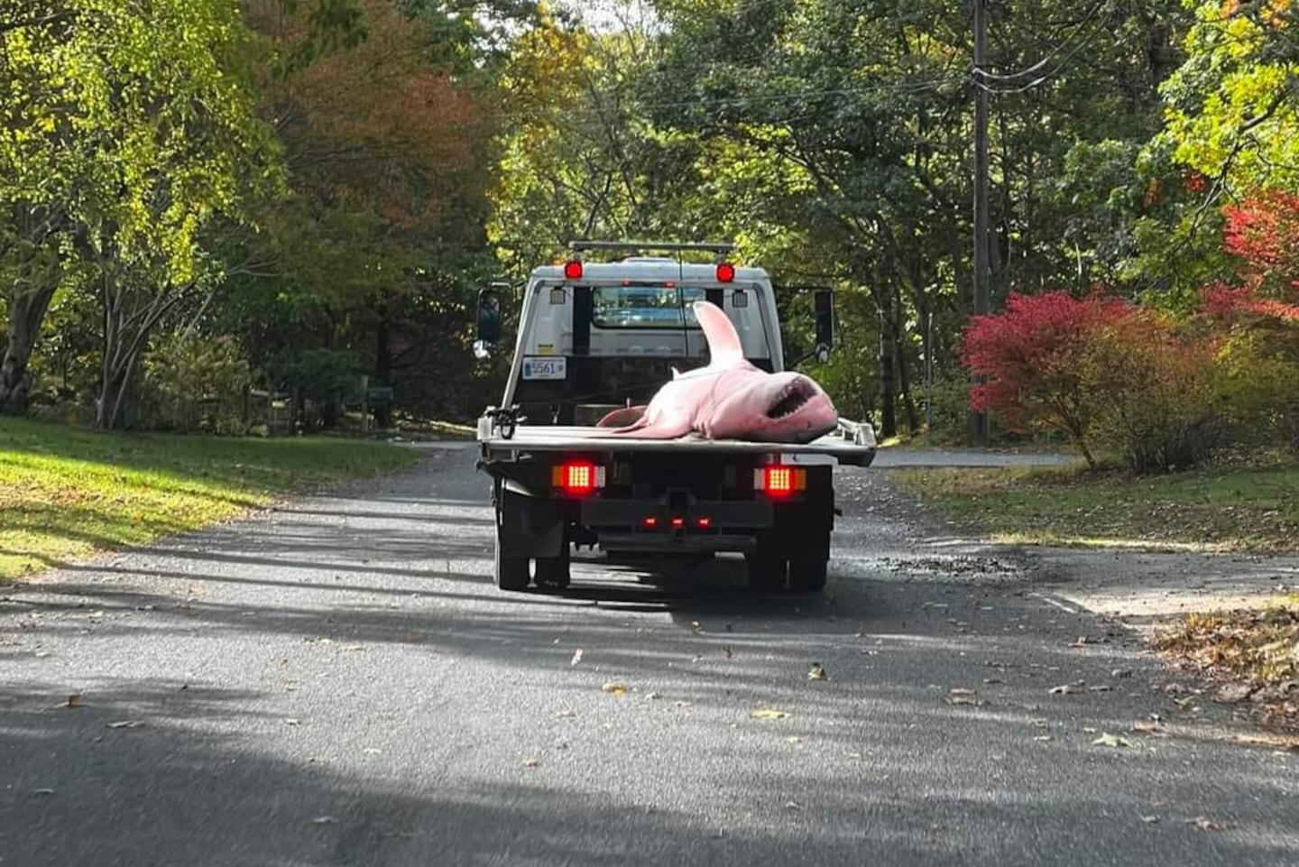 16shark - The Orleans Police Department got a tow for a shark washed up on a beach. (Orleans Police Department)