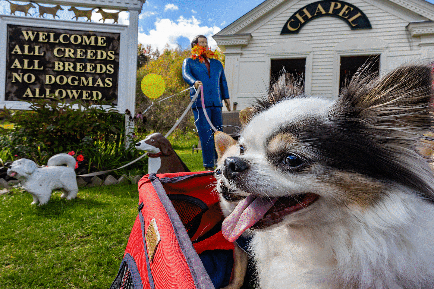 The canine branch of the Geers family (from left) Chip, Frodo, Cinder, Lando, Vader, and Jedi at Dog Mountain in Vermont. 