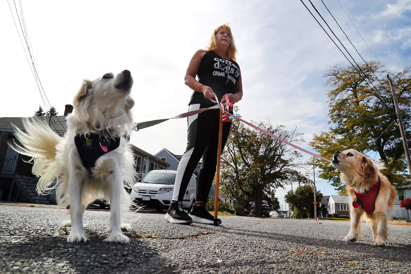 Amid recent coyote attacks, Ann Arsenault is taking no chances walking her dogs, Bunny and Bailey.