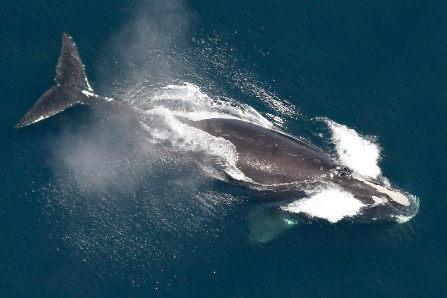 This image provided by NOAA, shows a North Atlantic right whale in the waters off New England, May 25, 2024.