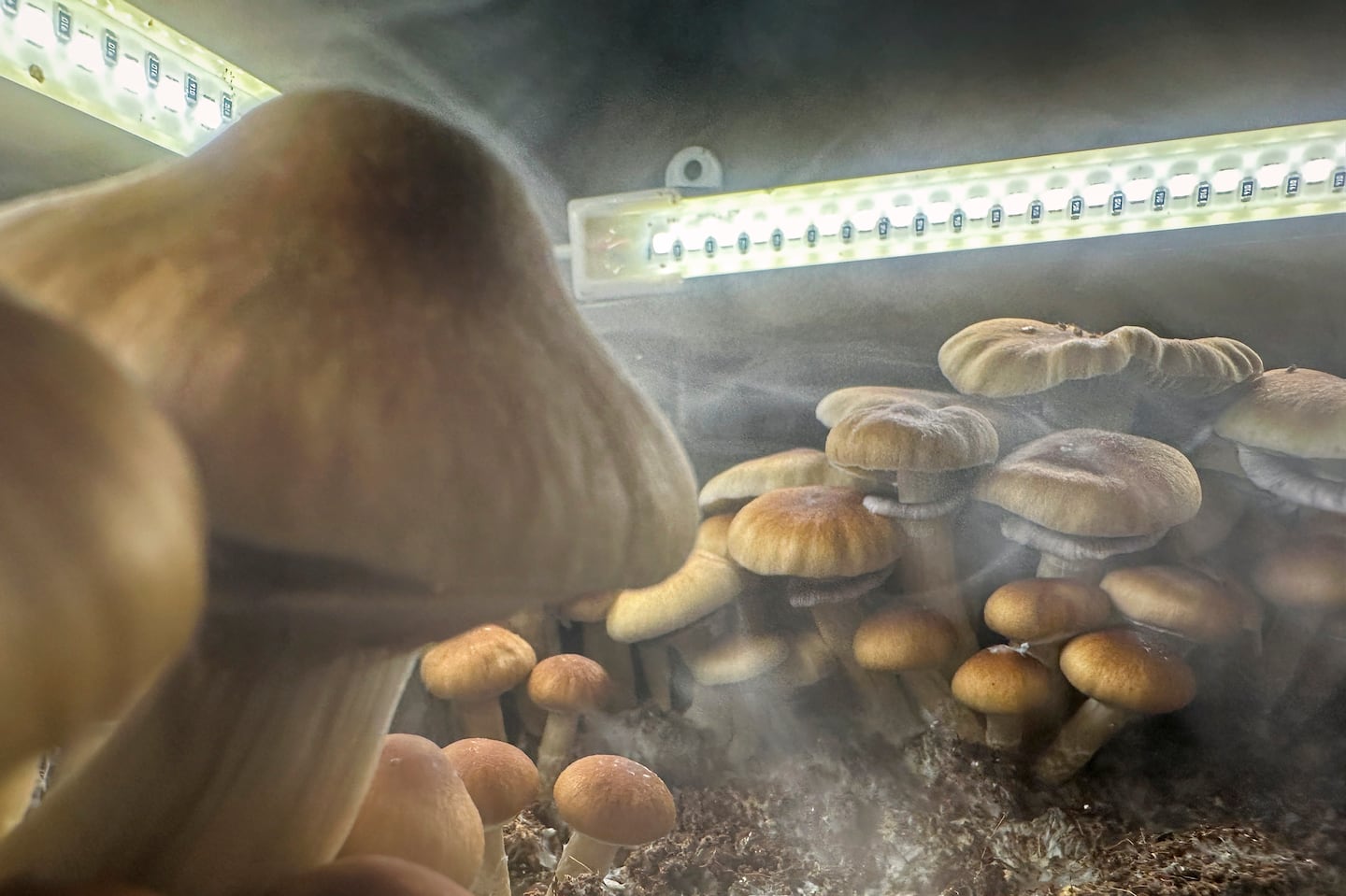 Psilocybin "Golden Teacher" mushrooms grew in a humidified monotub in the basement of a private home on Dec. 24, 2023, in Fairfield County, Conn.