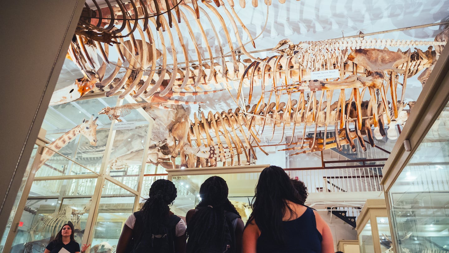 A group examines a whale skeleton at the Harvard Museum of Natural History.