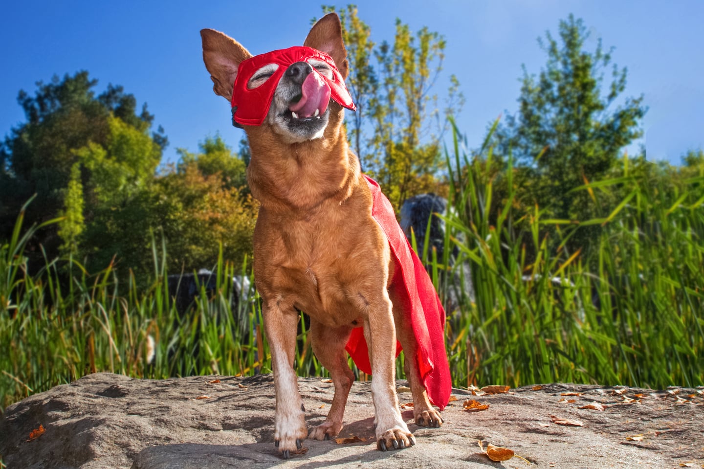 The 20th annual Jamaica Plain Canine Costume Parade is Saturday, October 26.