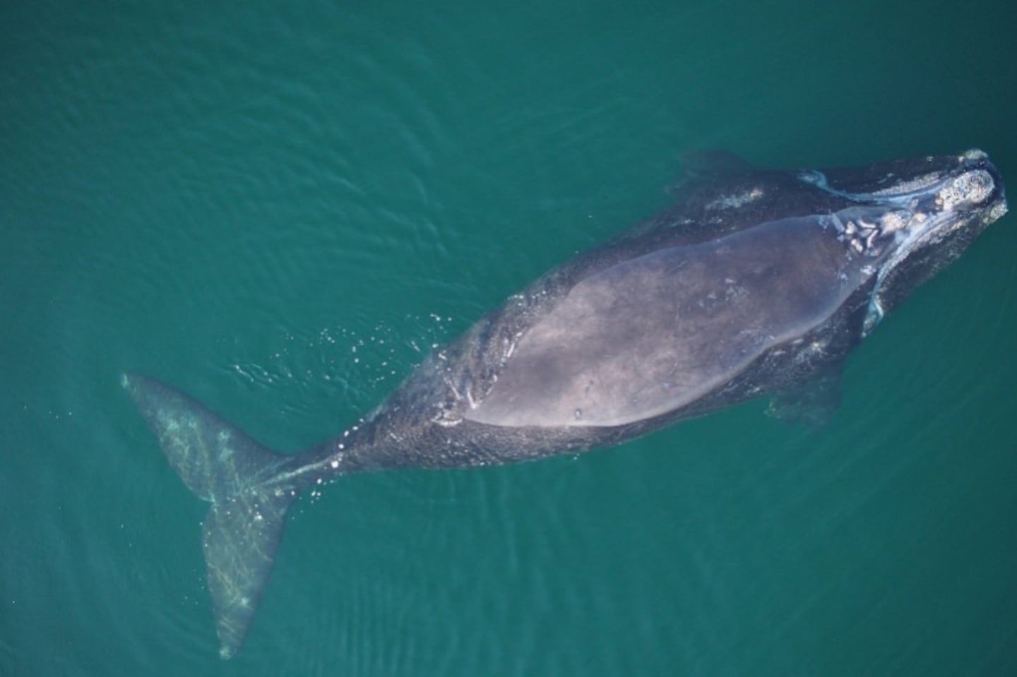 A right whale seen in the Gulf of St. Lawrence in July 2021, when she was a calf.