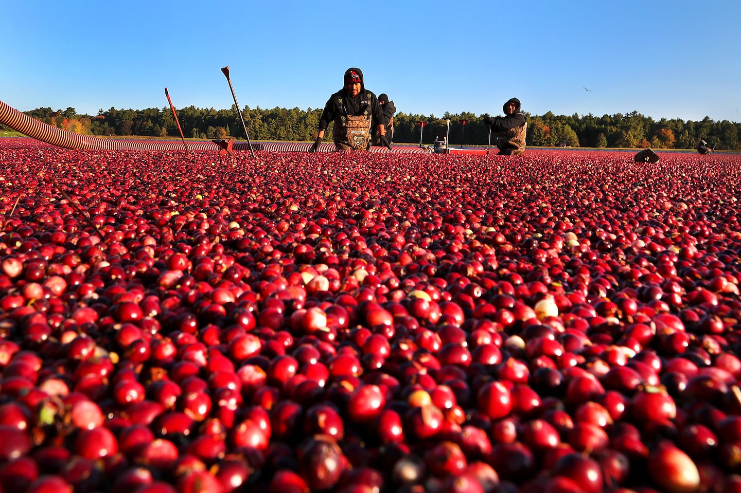 Brilliant colored cranberries floated on a flooded bog as workers waited to siphon them out on Oct. 18 in Wareham.