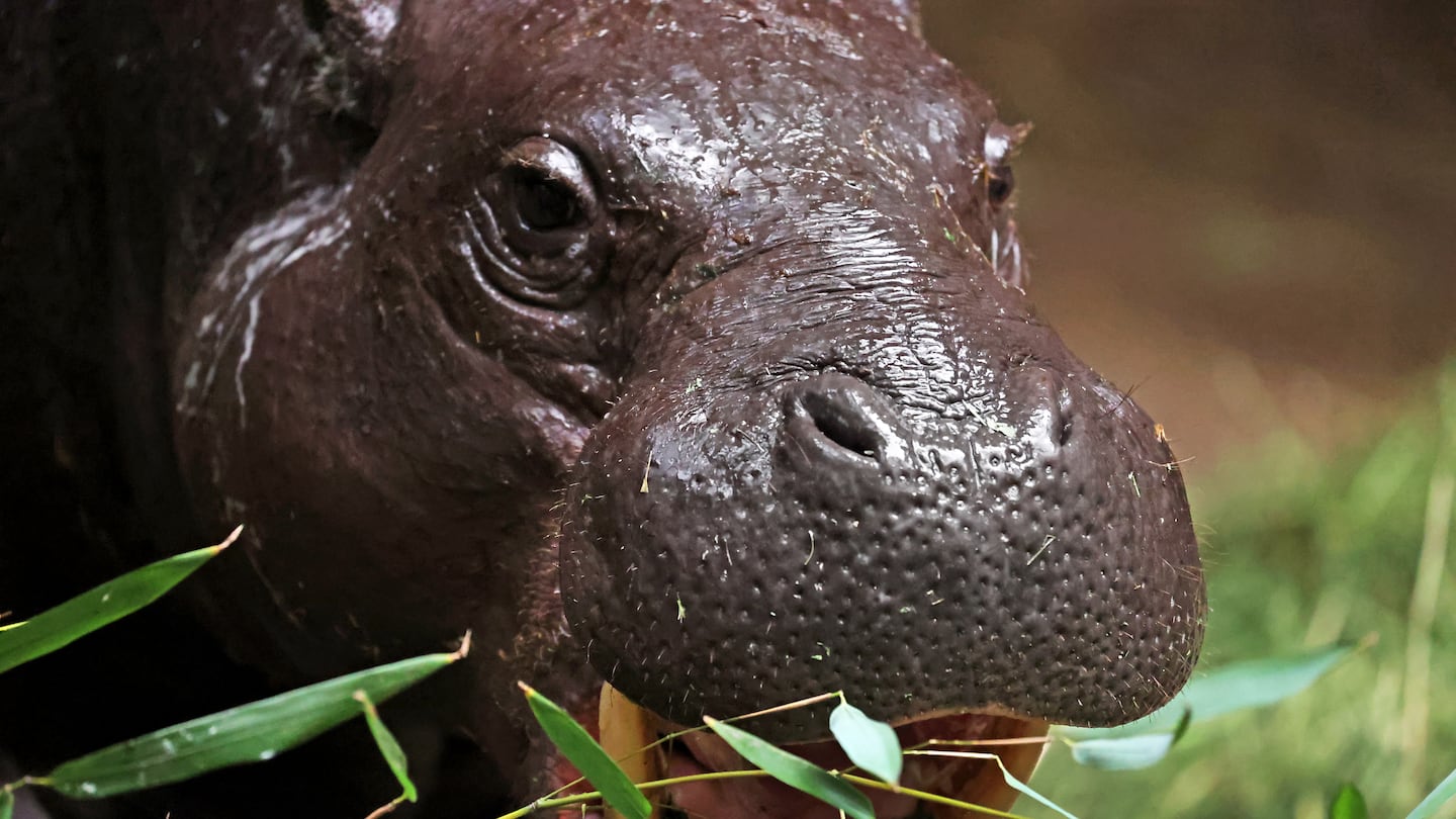 Ptolemy, a pygmy hippo, eats breakfast at the Franklin Park Zoo.