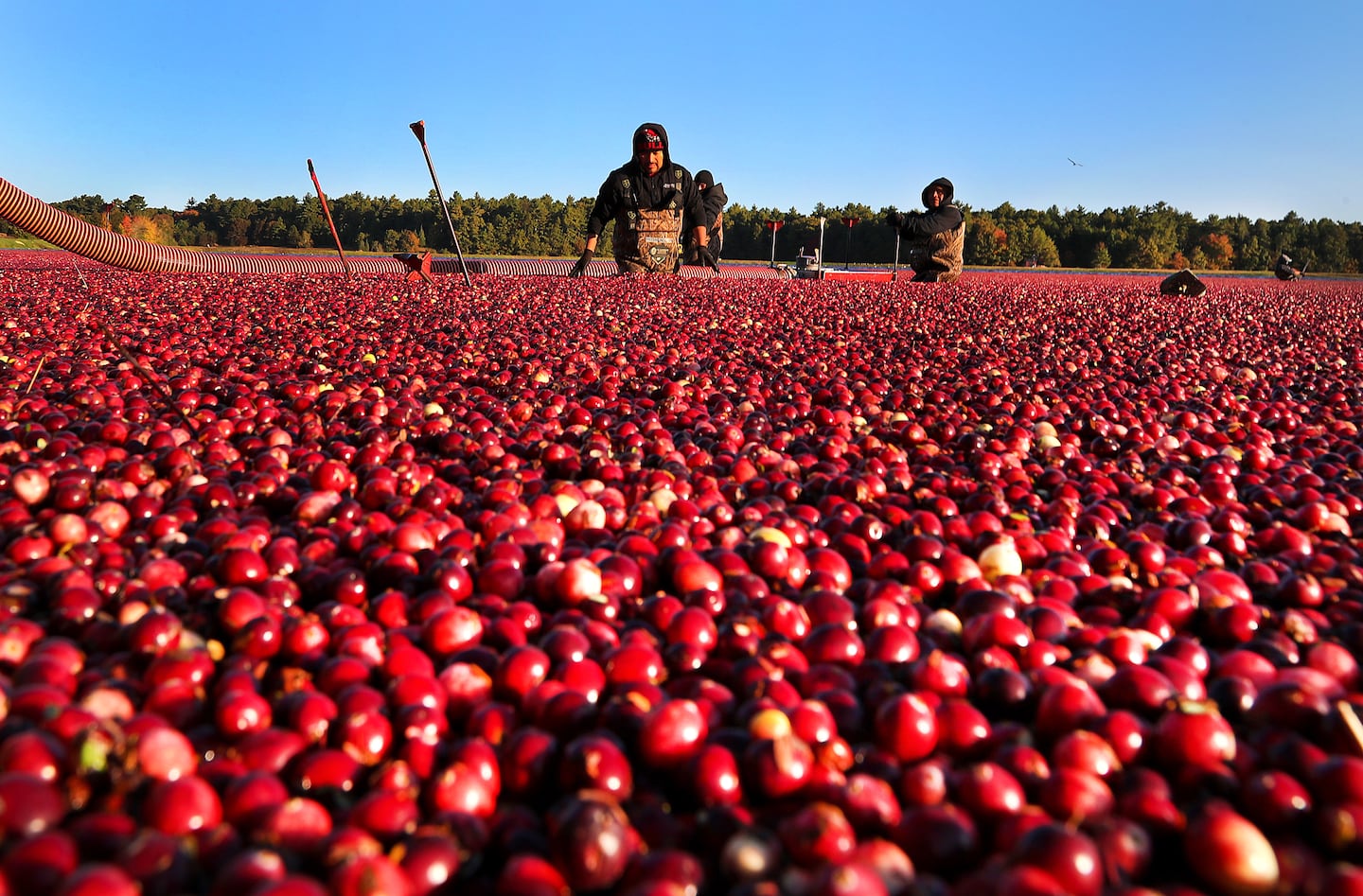 Brilliant colored cranberries floated on a flooded bog as workers waited to siphon them out on Oct. 18 in Wareham.