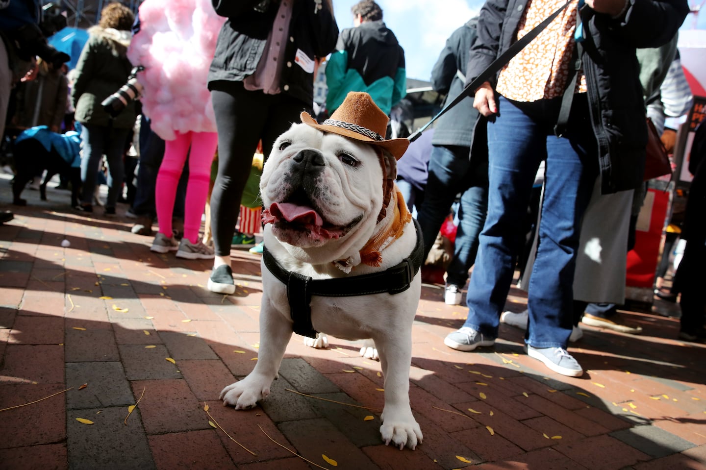 John and Jennifer Hart dressed their dog Eleanor as a cowgirl for the seventh annual Halloween Pet Parade and Costume Contest at Faneuil Hall Marketplace Boston on October 26, 2019.