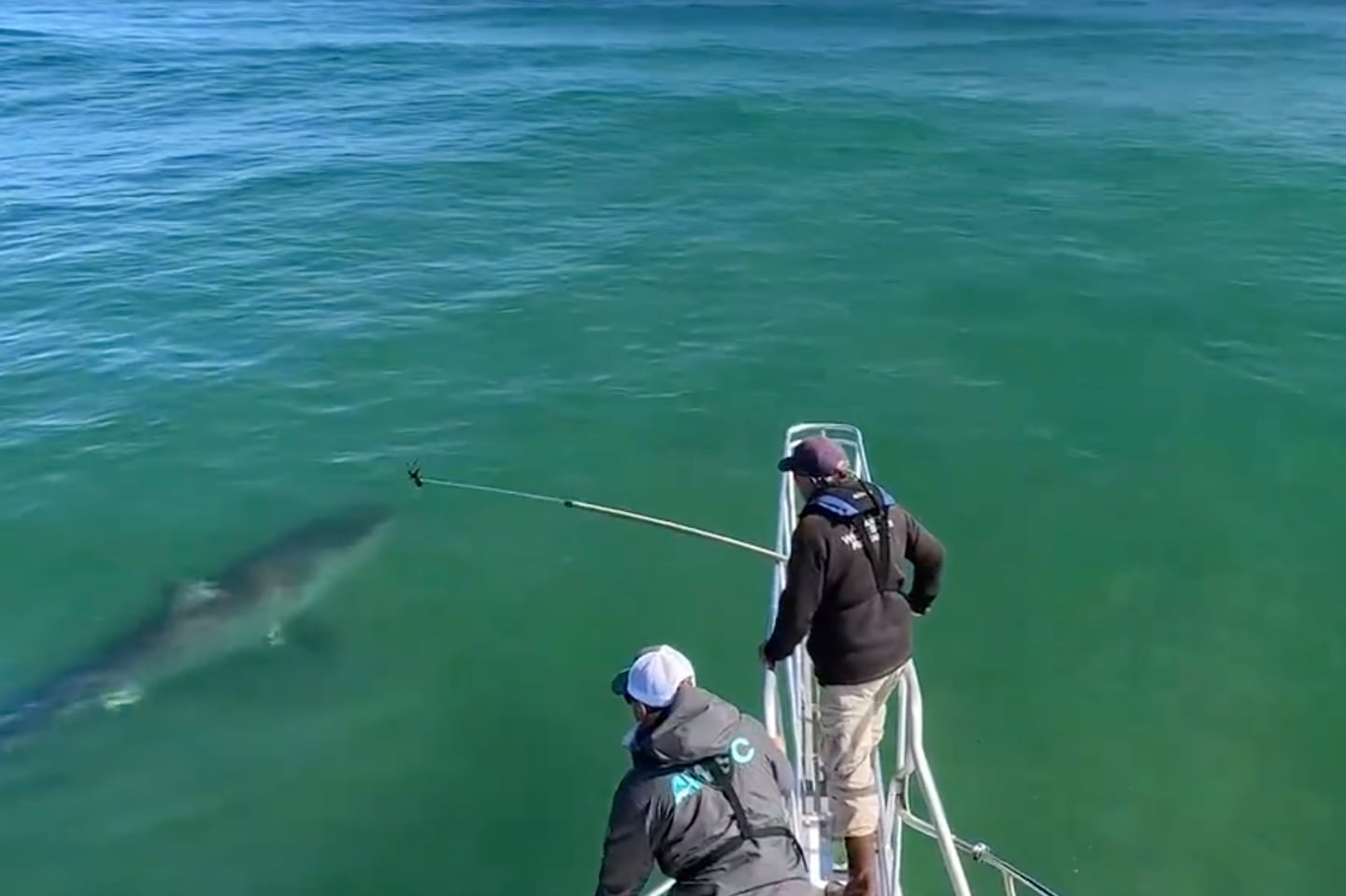 A 12-foot shark was spotted in the swells off Chatham.