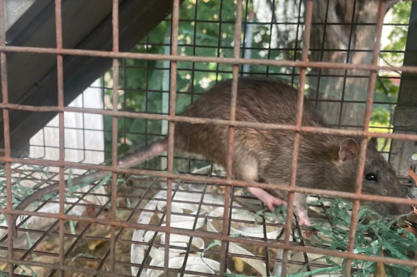 A rat captured in a trap in Jake Taraksian's backyard in Cranston, R.I.