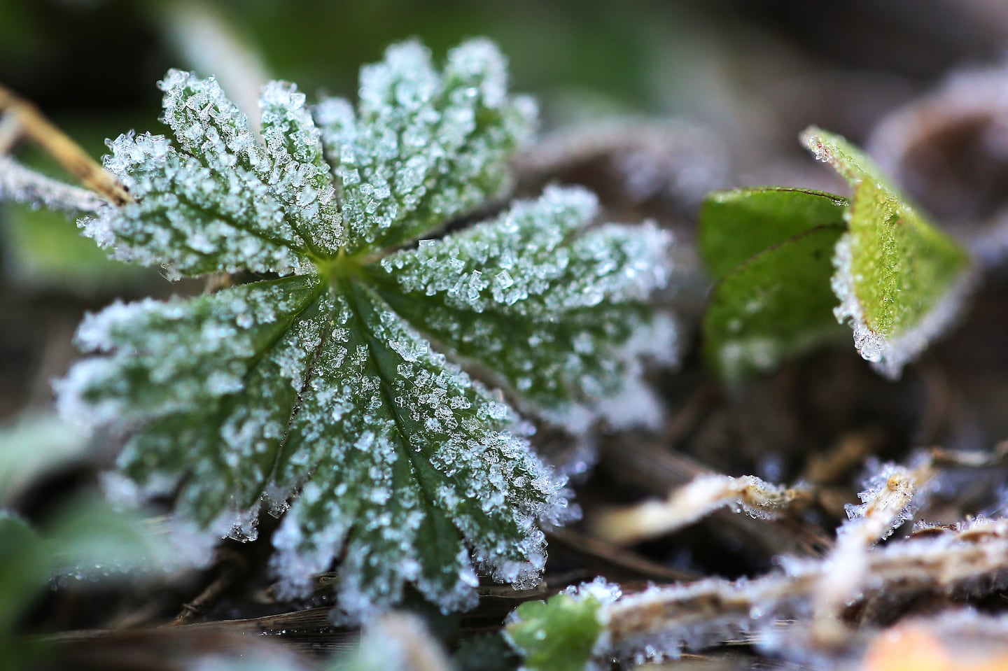 Some portions of New England have already seen their first frost of the season despite the fluctuating temperatures these past several weeks.