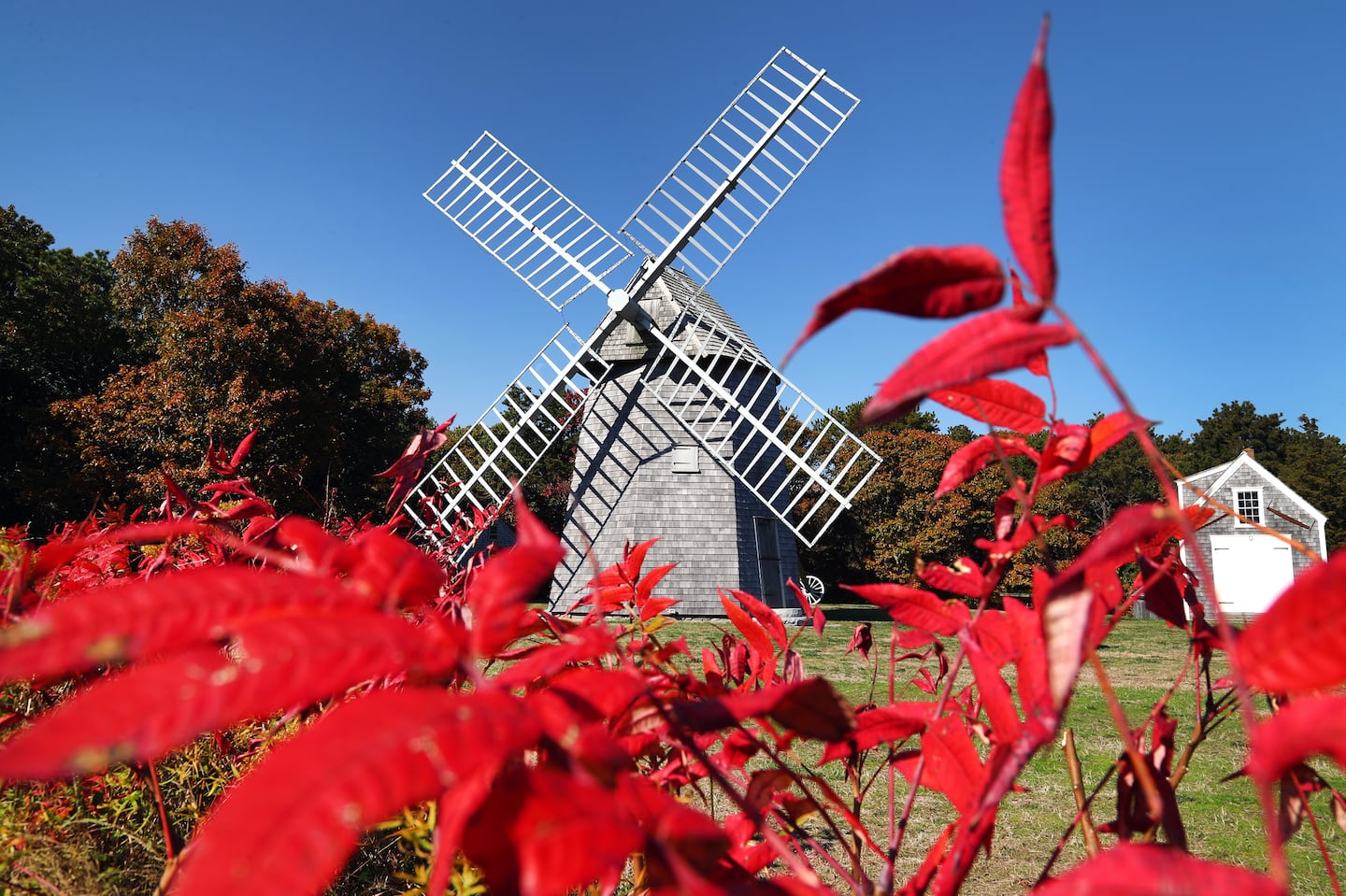 The Higgins Farm Windmill in Brewster, Mass., is framed by the vibrant red foliage of sumac plants in the Windmill Village pasture on Oct. 22.