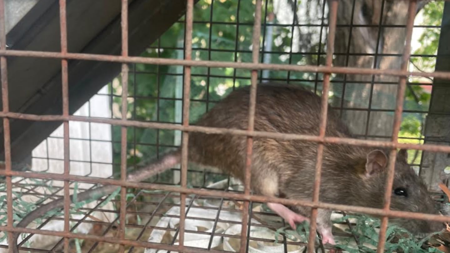 A rat captured in a trap in Jake Taraksian's backyard in Cranston, R.I.