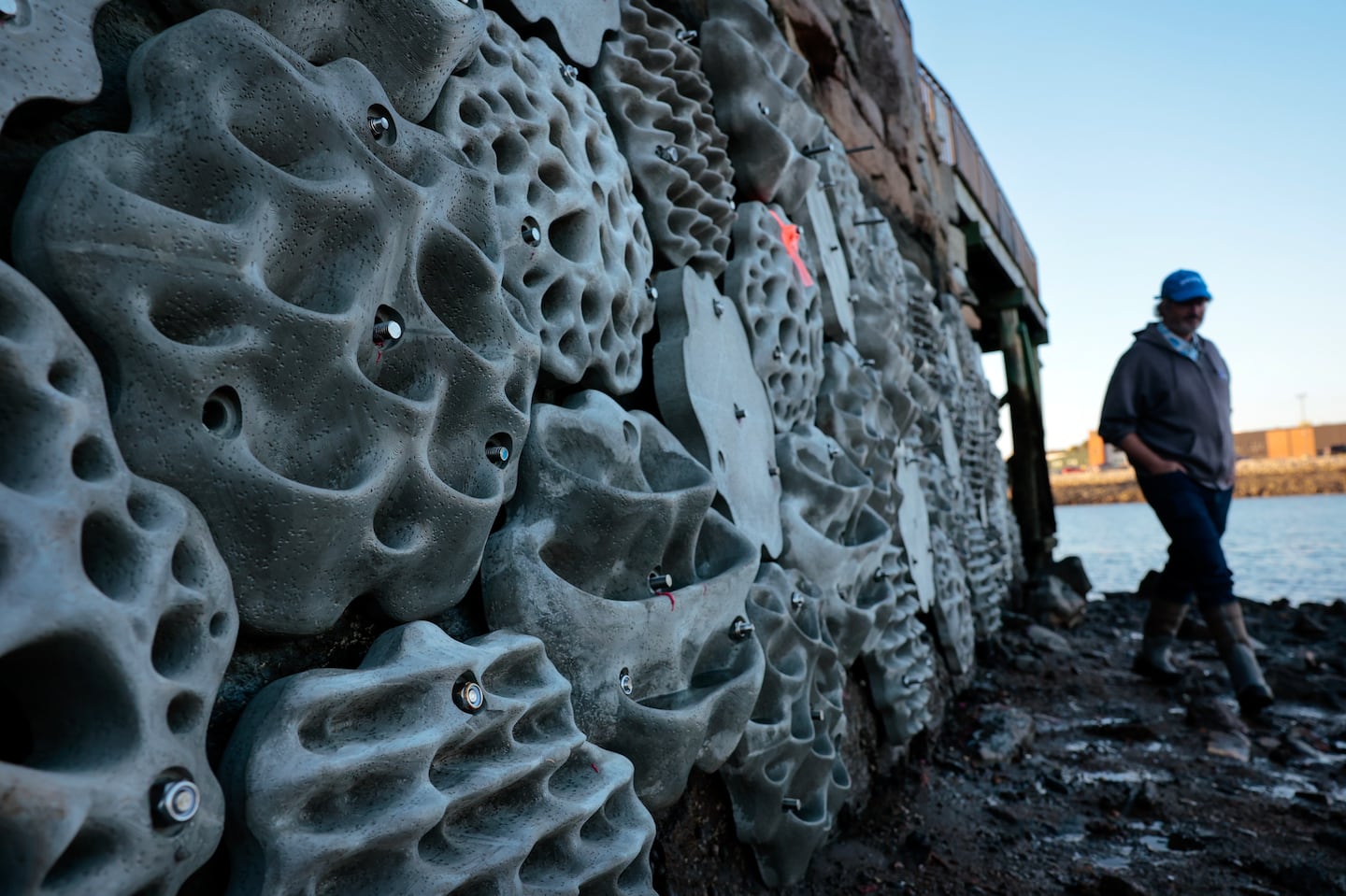 Marine Biologist Jarrett Byrnes toured the Condor Street Urban Wild park in East Boston.