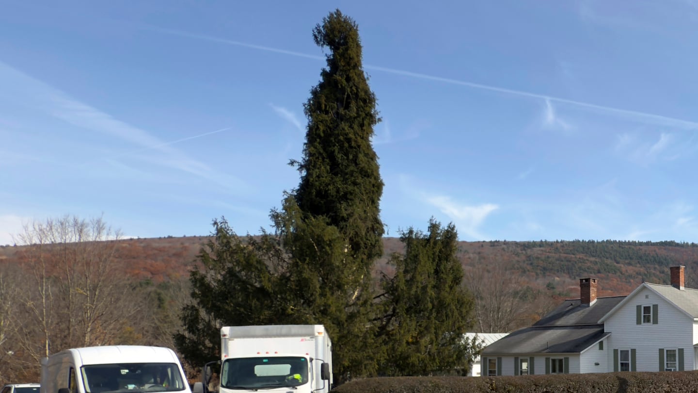 A Norway spruce, this year’s Rockefeller Center Christmas tree, is prepared for harvest, on Oct. 30, in West Stockbridge, Mass.