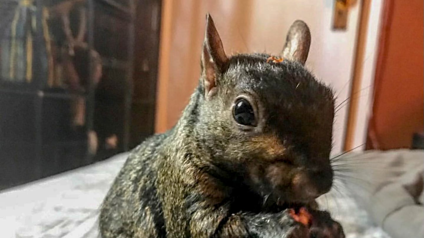 An undated photo provided by Mark Longo shows Peanut, a pet squirrel with a popular Instagram page. Peanut was seized by government officials on Wednesday, Oct. 30, 2024, in Pine City, N.Y.