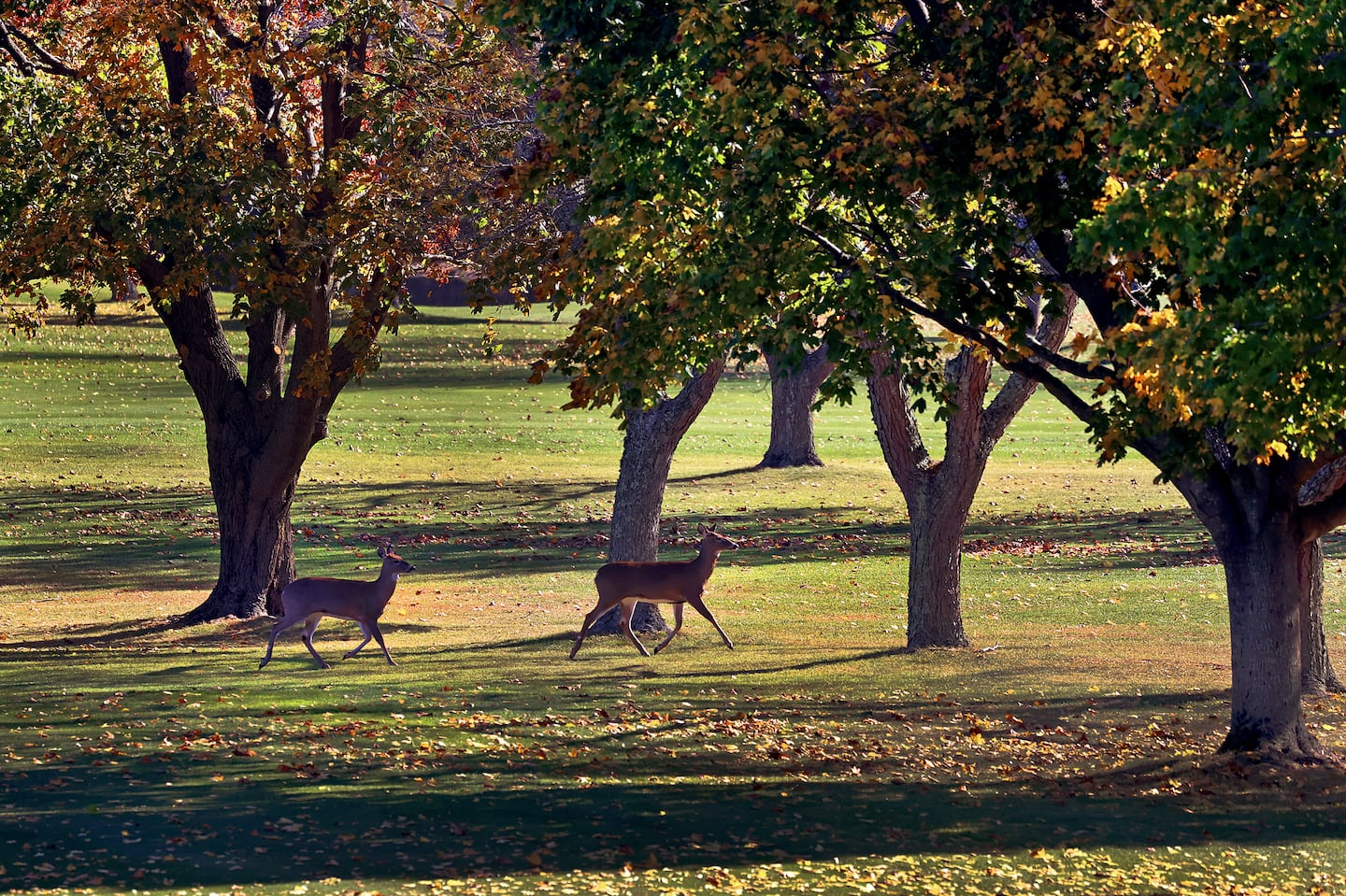 Deer run along a golf course path at the Montaup Country Club in Portsmouth, R.I., on Wednesday.