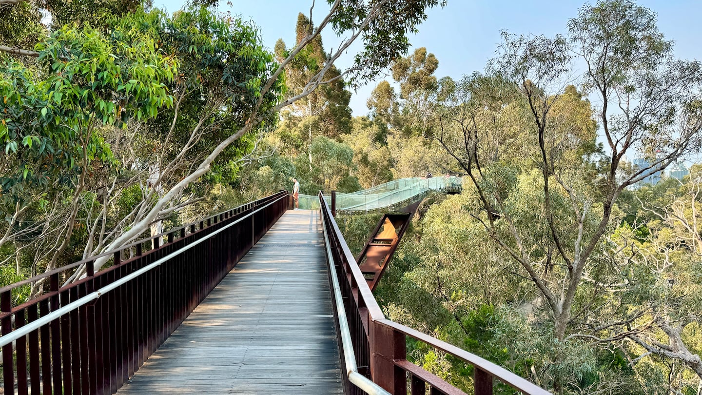 The Lotterywest Federation Walkway at King's Botanical Garden in Perth lets visitors walk through the treetops with a view of the city center in the distance.