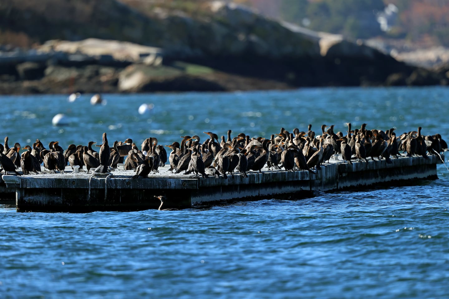 Birds pack onto a float offshore in Gloucester on Friday. After another cool day on Sunday, temps will climb into the upper 60s Monday.