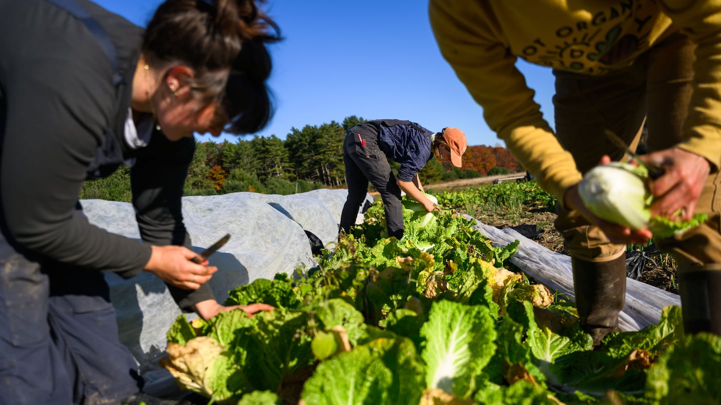 Windham, ME - 10/25/2024 - portlandrestaurants - (left to right) Elsa Alexandrin, Suzanna Sylvain, and Tali Gasko harvest napa cabbages at Bumbleroot Farm on Friday, October 25, 2024. (Andrew Burke-Stevenson for The Boston Globe)