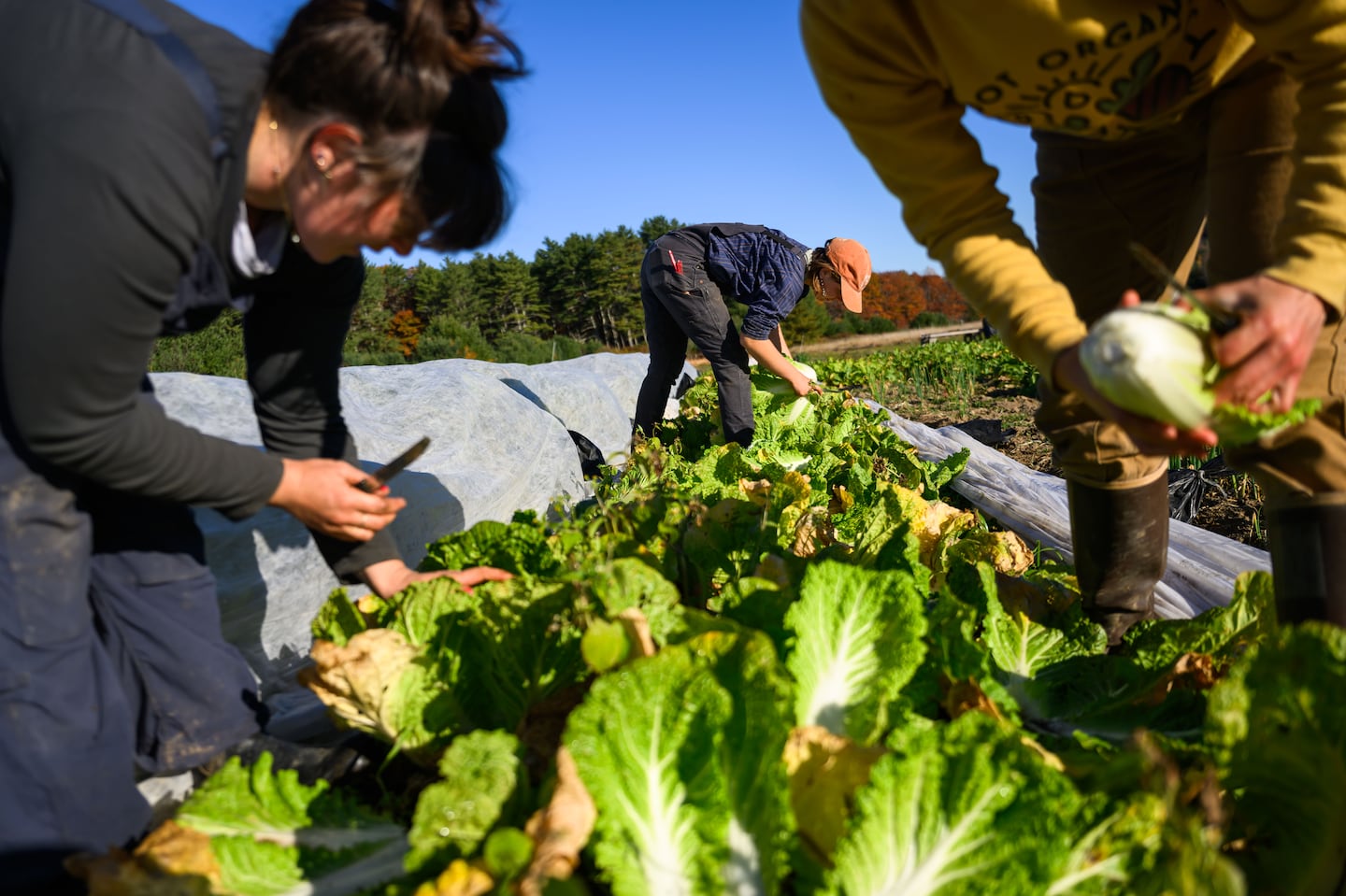 Windham, ME - 10/25/2024 - portlandrestaurants - (left to right) Elsa Alexandrin, Suzanna Sylvain, and Tali Gasko harvest napa cabbages at Bumbleroot Farm on Friday, October 25, 2024. (Andrew Burke-Stevenson for The Boston Globe)