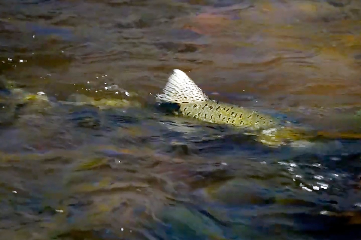 In this image taken from a video provided by The Yurok Tribe, a salmon swims in a Klamath River tributary in October.