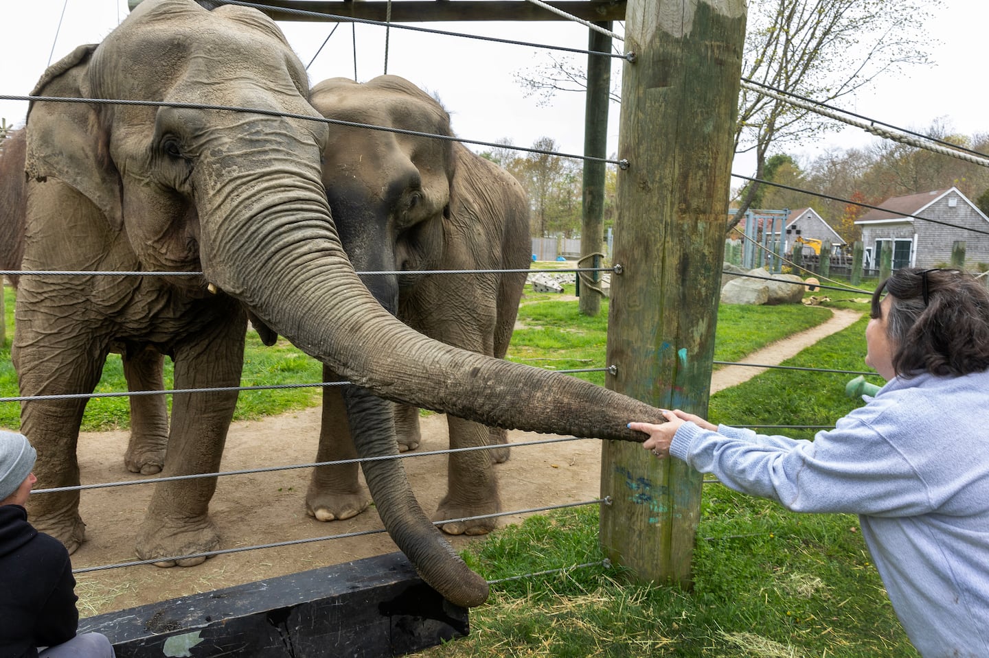 Ruth and Emily, two endangered Asian elephants who live at the Buttonwood Zoo in New Bedford, said hello to Assistant Zoo Director and Elephant Manager Shara Rapoza, who has known them for 38 years.