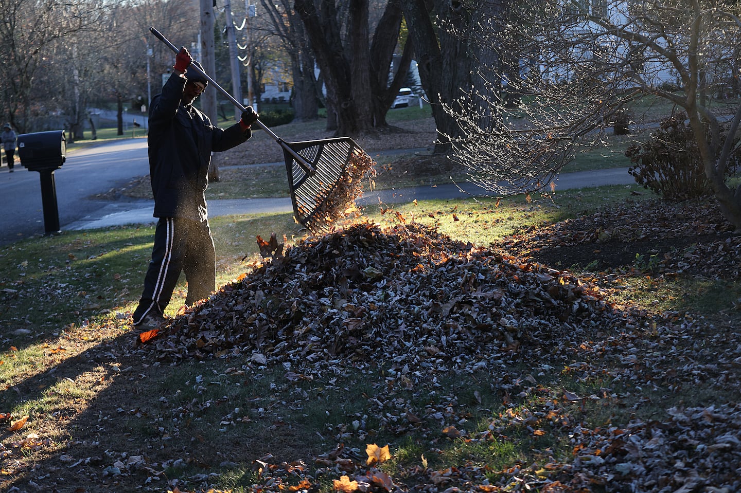 A resident rakes his leaves in the setting sun.