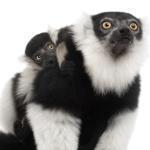 Mother and baby Black-and-white ruffed lemurs.