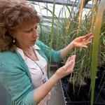 Team leader Maria Somleva checked the growth of genetically modified switchgrass at Metabolix in Cambridge.