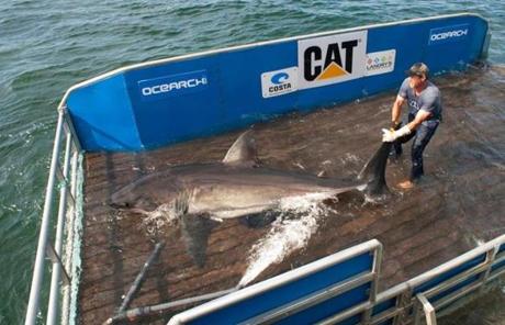 On the OCEARCH research ship, Brett McBride worked on a shark lift with a female great white the crew named Betsy.
