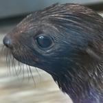 Workers at the New England Aquarium helped Kit into the water earlier this week. The baby Northern fur seal is now 6 weeks old and weighs 18 pounds.