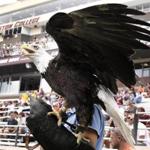 Professional handlers control BC’s bald eagle mascot during appearances at Alumni Stadium.
