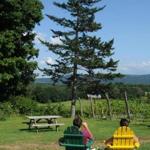 At Black Birch Winery in Southampton, a view over the vines at the distant Seven Sisters.