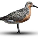 Meagan Racey and other scientists scanned the beach for red knots in Eastham.