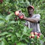  Oliver Anderson, a seasonal worker from Jamaica at Mann Orchards in Methuen, can earn overtime pay only in certain situations.  