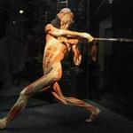The Body Worlds Vital exhibit features more than 200 chemically preserved body parts and 15 whole cadavers. 