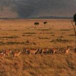 In Masai Mara, the wildlife reserve in Kenya, eland antelopes, one of the few game animals the Masai tribe will eat, roam the plains. Below, Suarez with some of his lenses.