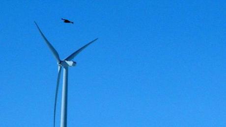 A golden eagle flew over a wind turbine in Wyoming in April.
