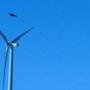 A golden eagle flew over a wind turbine in Wyoming in April.