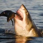 For food, sharks prefer the blubbery fur seal to humans, who are too bony.