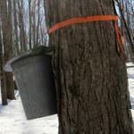 Ron Wenzel inspected 400 buckets on trees that produce thousands of gallons of maple sap in Hebron, Conn.