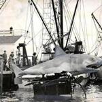 June 2, 1977: The shark for the movie “Jaws II” arrived on Martha’s Vineyard for its role in the sequel. Its swimming mechanism can be seen underneath as it entered the water for the first time.