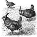 A woodcut showing heath hens, with two males in the foreground and a female in the background. 