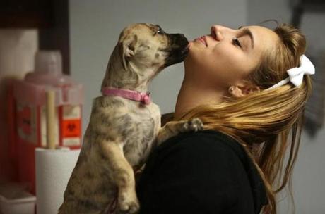Brianna Hiscock, 17, played with Rosie at Worcester Tech’s Tufts at Tech Community Veterinary Clinic.
