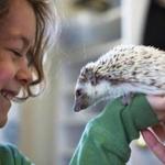 Ethan Crespo, 5, held a hedgehog at Crespo’s Crazy Critters in Gardner.