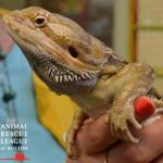 The Animal Rescue League of Boston scooped up a bearded dragon reptile at Wollaston Beach in Quincy.
